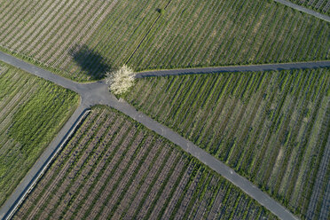 Single blossoming cherry tree standing at crossroad in vineyard, aerial view - RUEF02188