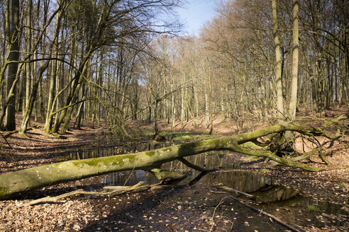 Deutschland, Mecklenburg-Vorpommern, Rügen, Nationalpark Jasmund, Feuchtgebiet - WIF03881