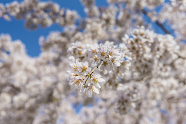 Japan, Kyotot, Maruyama Park, white cherry blossoms - RUNF01917