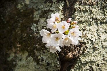 Kyotot, Japan, weiße Kirschblüten - RUNF01921