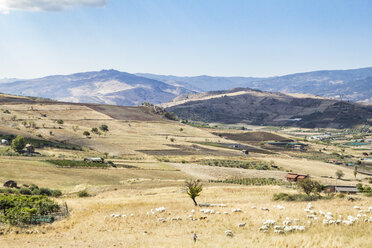 Italy, Sicily, Randazzo, scenic view with flock of sheep - MAMF00641