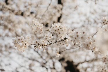 Japan, Tokio, Chidorigafuchi Park, cherry tree blossom - LHPF00702