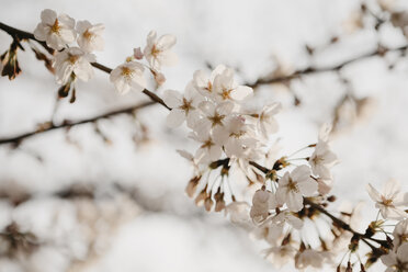 Japan, Tokio, Chidorigafuchi Park, cherry tree blossom - LHPF00704