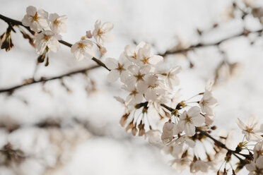 Japan, Tokio, Chidorigafuchi Park, Kirschbaumblüte - LHPF00704