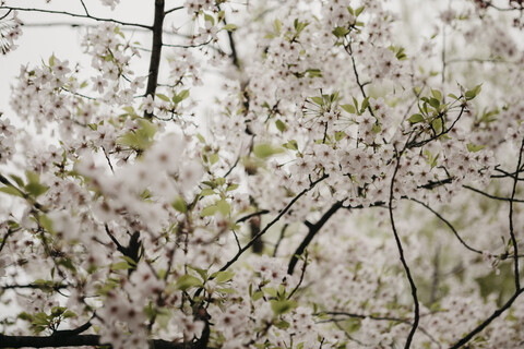 Japan, Tokio, Chidorigafuchi Park, Kirschbaumblüte, lizenzfreies Stockfoto