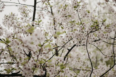 Japan, Tokio, Chidorigafuchi Park, cherry tree blossom - LHPF00711