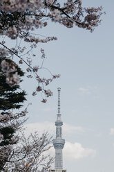 Japan, Tokio, Kirschblüte und Tokyo Skytree von Asakusa aus gesehen - LHPF00712