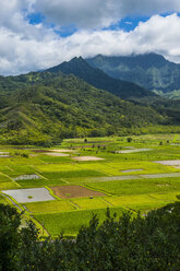 USA, Hawaii, Kauai, Taro fields near Hanalei - RUNF01927