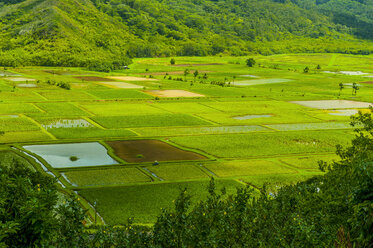 USA, Hawaii, Kauai, Taro-Felder bei Hanalei - RUNF01928