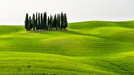 Italy, Tuscany, scenic with cypress grove - STSF01963