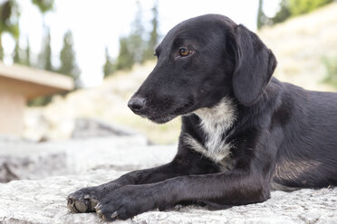 Griechenland, Argos, streunender Hund liegend - MAMF00664