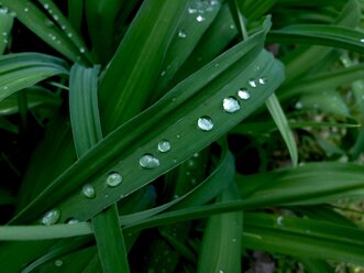 Drops on leaf - JTF01233