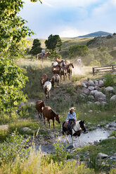 Kaukasische Cowboys und Cowgirls treiben Pferde über den Bach - BLEF02151