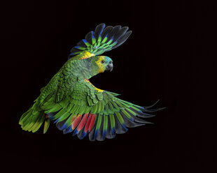 Colorful parrot flying - BLEF02155