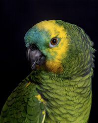 Portrait of colorful parrot - BLEF02157