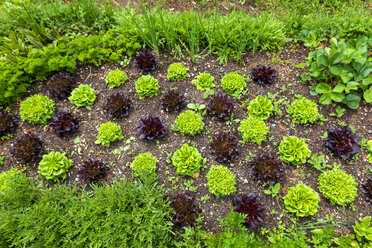 Bed with salad and parsley - NDF00928