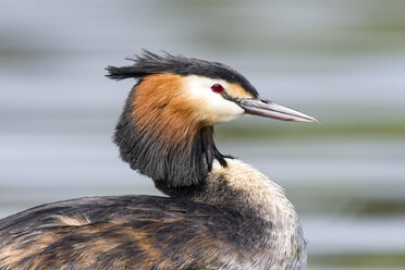 Scotland, portrait of Great crested grebe - MJOF01697