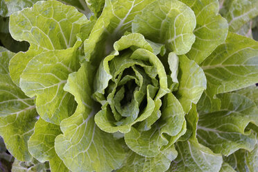 Close up of green lettuce - BLEF02589