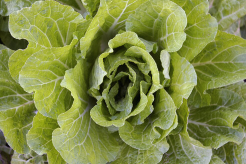 Nahaufnahme von grünem Kopfsalat - BLEF02589