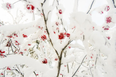 Red berries on snow covered branches - BLEF02678