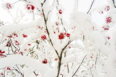 Rote Beeren auf schneebedeckten Zweigen - BLEF02678