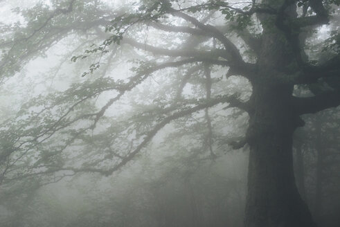 Baum im nebligen Wald - BLEF02839