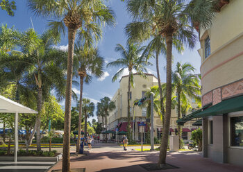 Palmen auf städtischem Bürgersteig, Miami Beach, Florida, Vereinigte Staaten - BLEF03002