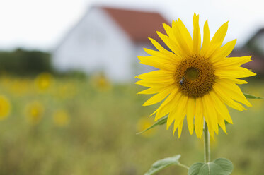 Sonnenblume mit Biene auf Futtersuche und Haus im Hintergrund - ASF06392