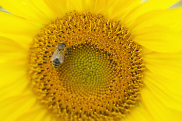 Futtersuchende Biene auf Sonnenblume, Nahaufnahme - ASF06393