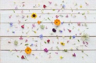 Blüten von Sommerblumen auf weißem Holz - ASF06394