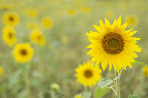 Sonnenblume auf einem Feld - ASF06396