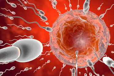 3D Rendered Illustration, visualisation of sperm cells racing to a egg to fertilise - SPCF00404