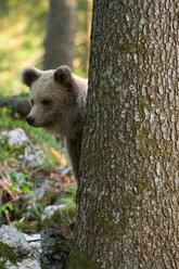 Europäischer Braunbär (Ursus arctos) hinter einem Baum im Wald von Notranjska, Slowenien - ISF21254