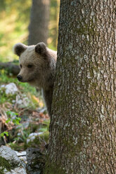 European brown bear (Ursus arctos) behind tree in Notranjska forest, Slovenia - ISF21254