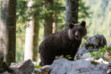 Europäischer Braunbär (Ursus arctos) auf felsigem Grund im Notranjska-Wald, Slowenien - ISF21255