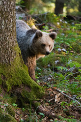 European brown bear (Ursus arctos) behind tree in Notranjska forest, Slovenia - ISF21260