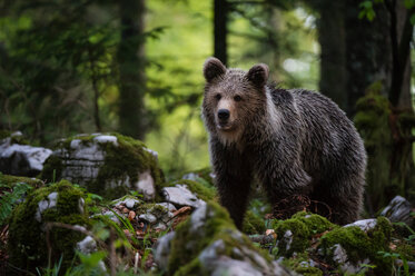 Europäischer Braunbär (Ursus arctos) beim Spaziergang im Notranjska-Wald, Slowenien - ISF21261