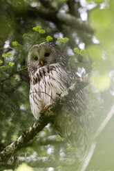 Habichtskauz (Strix uralensis) beim Blick vom Baum im Notranjska-Wald, Slowenien - ISF21262