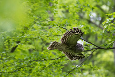 Ural-Kauz (Strix uralensis) im Flug, Notranjska-Wald, Slowenien - ISF21263