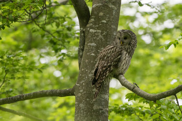 Habichtskauz (Strix uralensis) im Baum sitzend und zurückblickend, Notranjska Wald, Slowenien - ISF21264