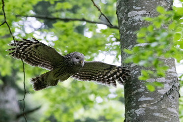 Ural owl (Strix uralensis) in flight, Notranjska forest, Slovenia - ISF21265