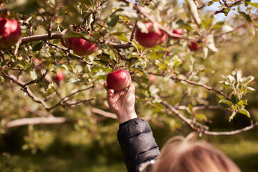 Mädchen pflückt Äpfel vom Baum - ISF21280