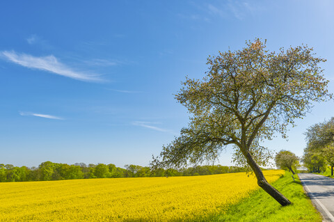 Deutschland, Mecklenburg-Vorpommern, blühendes Rapsfeld und Kirschbaum an einer Landstraße, lizenzfreies Stockfoto