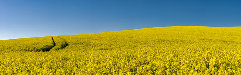 Germany, Mecklenburg-Western Pomerania, flowering rape field, panorama - FRF00828