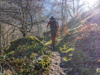 Spain, Asturia, Cantabrian Mountains, senior man on a hiking trip through the woods - LAF02302