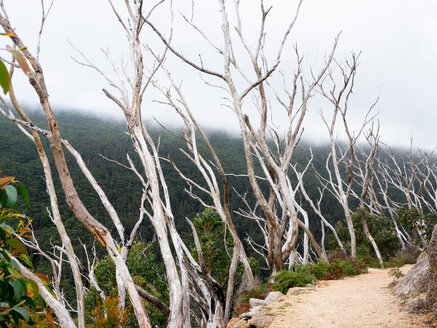 Reihe kahler Baumkronen entlang eines Weges über einem ländlichen Tal, Wilson's Promontory National Park, Victoria, Australien - CUF50916