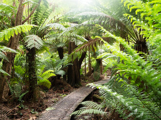 Pfad durch grüne Baumfarne, Wilson's Promontory National Park, Victoria, Australien - CUF50917
