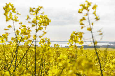 View of lake beyond field of oil seed rape, Germany, Pennsylvania, USA - CUF50918