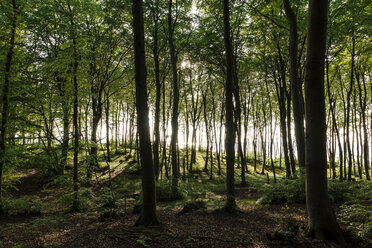 Landscape with sunlit forest and Großer Jasmunder Bodden, Bergen, Rugen, Mecklenburg-Vorpommern, Germany - CUF50921