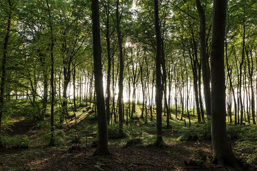 Landschaft mit sonnenbeschienenem Wald und Großem Jasmunder Bodden, Bergen, Rügen, Mecklenburg-Vorpommern, Deutschland - CUF50921